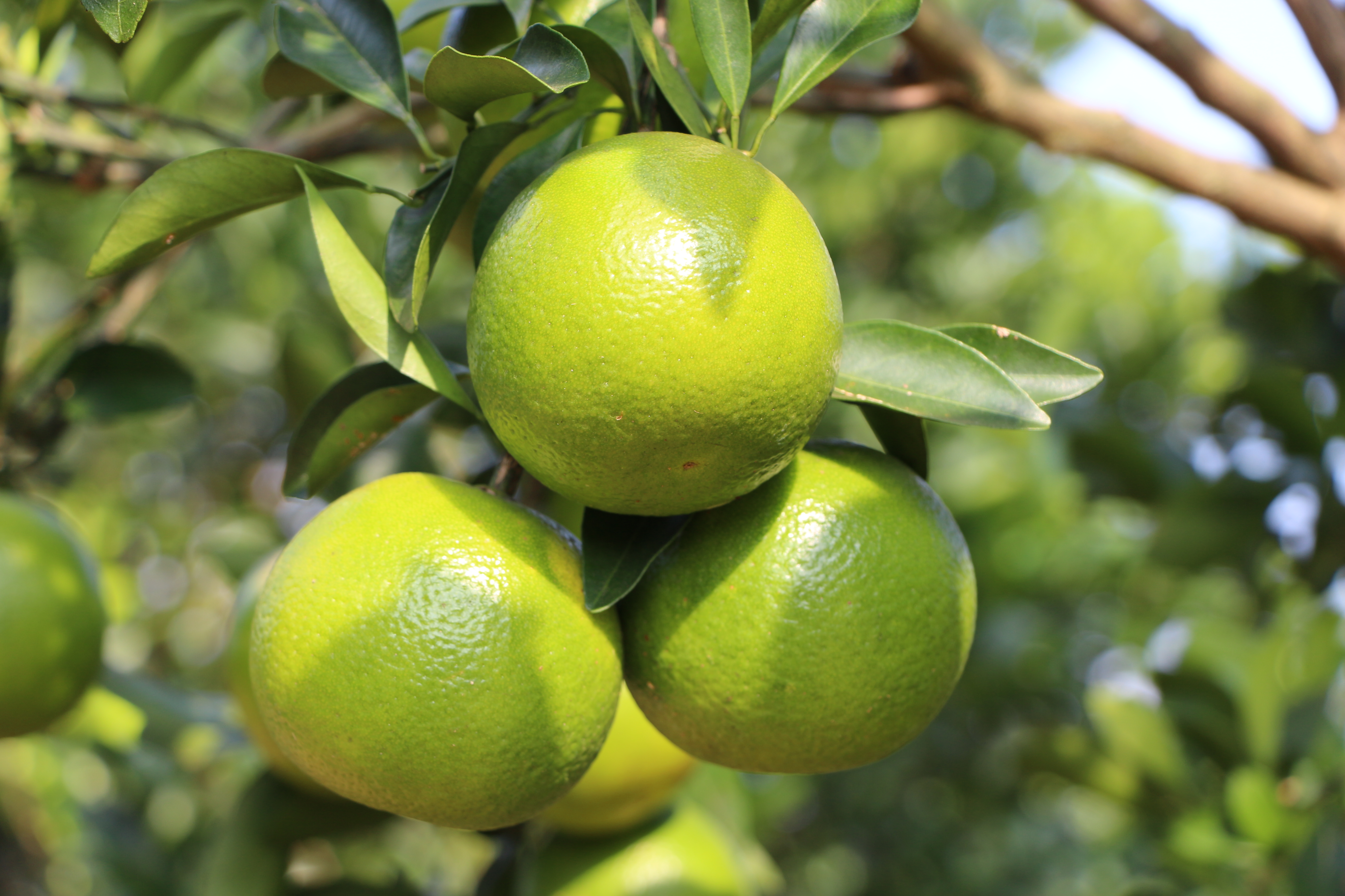 大宝娱乐鲜果福橙