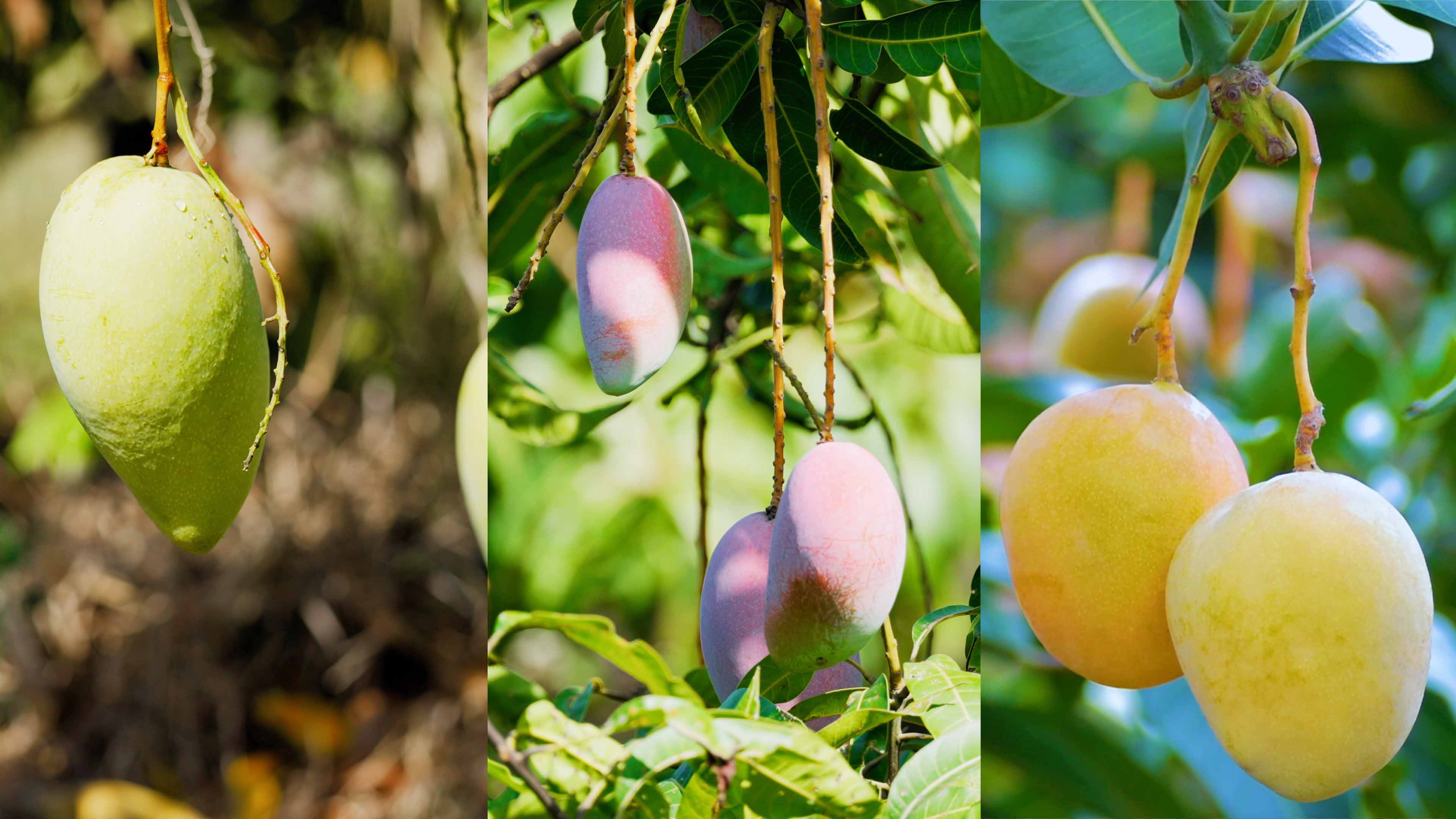 大宝娱乐哲林芒果