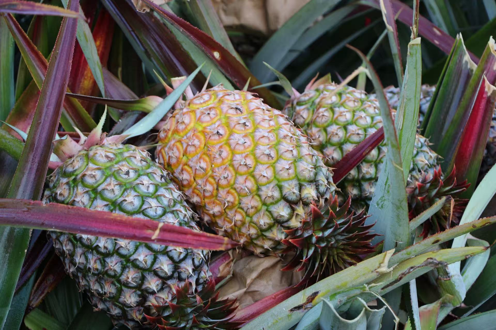 大宝娱乐鲜果金钻凤梨