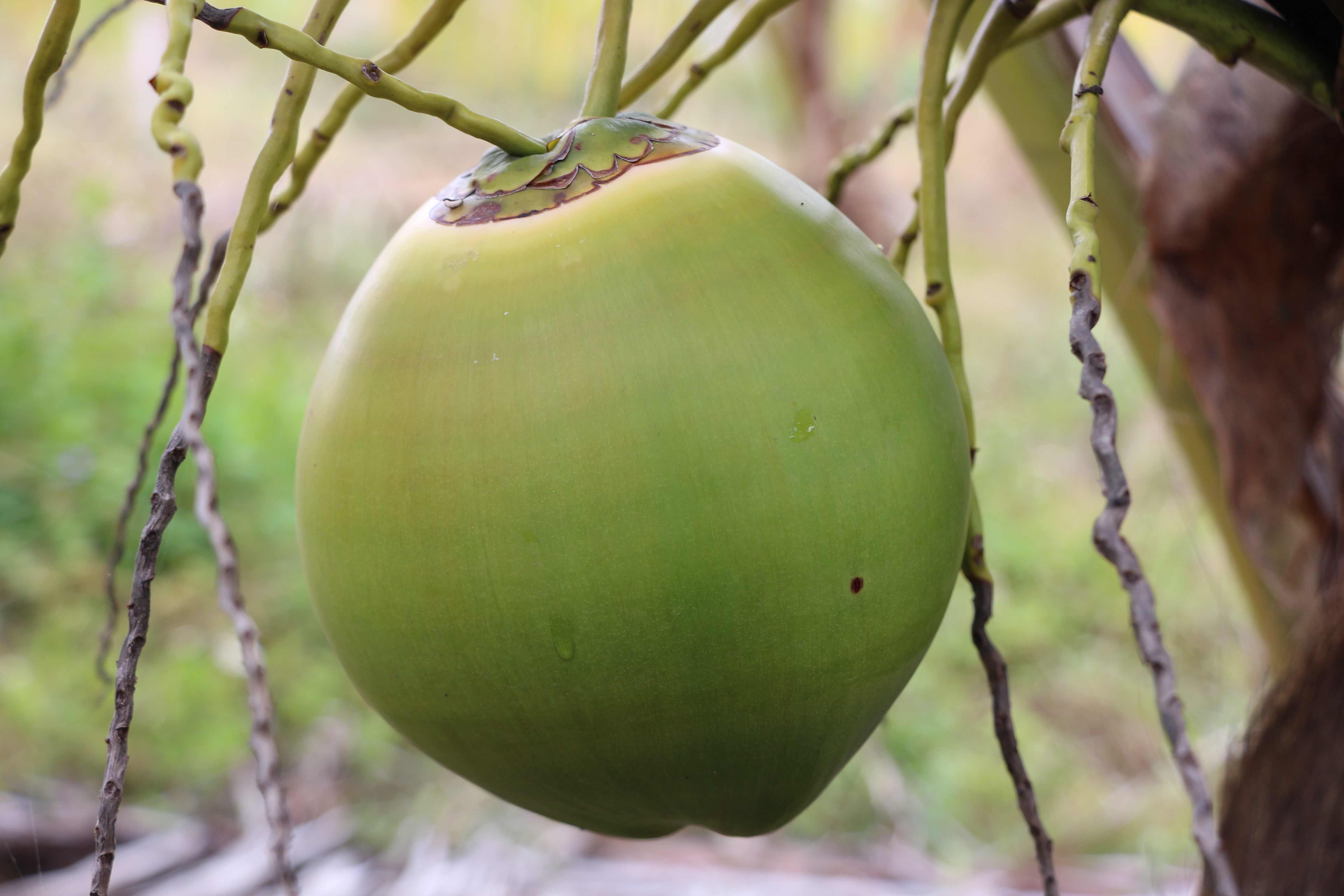 大宝娱乐鲜果椰青